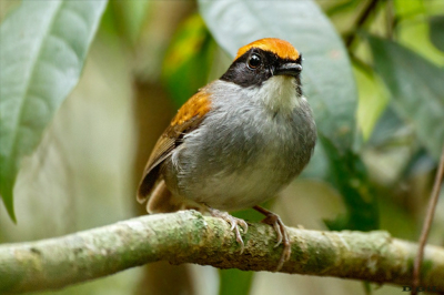 CUSPIDOR DE MÀSCARA PRETA (Conopophaga melanops)